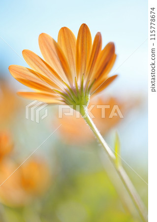 Orange Osteospermum eclonis flowers in bloom 115778674