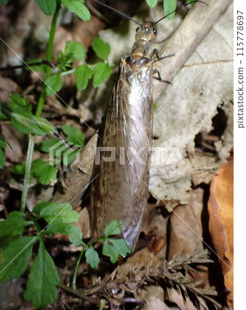 A dragonfly that appeared in the middle of the night A dragonfly that appeared in the middle of the night 115778697