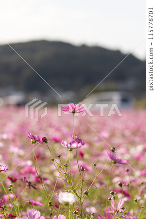 宇宙在風中搖曳 115778701