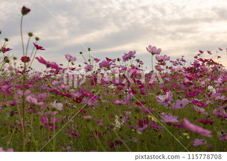 日落照亮的宇宙 日落照亮的宇宙 115778708