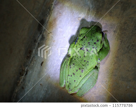 A forest tree frog found on the wall of a tunnel 115778786