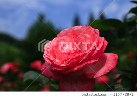A red rose A red rose 115778971