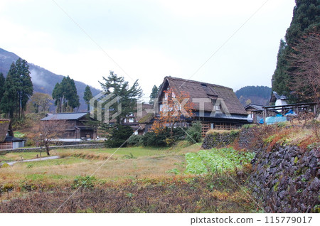 A landscape of Gassho-style houses and remaining persimmon trees 115779017