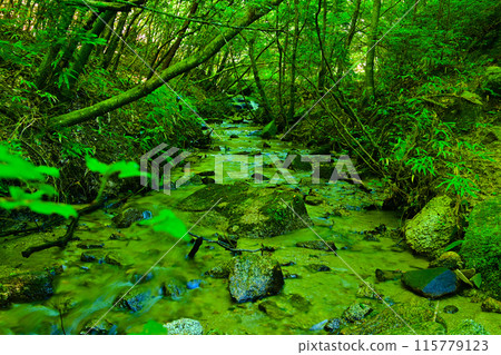 樹木環繞的廣澤川清澈的溪流 樹木環繞的廣澤川清澈的溪流 115779123