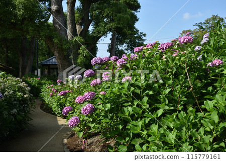 Fujimori Shrine Hydrangea Garden, Kyoto 115779161