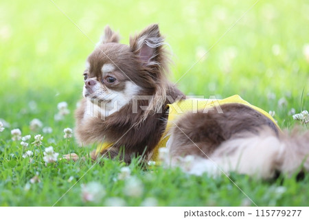 Cute chocolate chihuahua puppy Cute chocolate chihuahua puppy 115779277