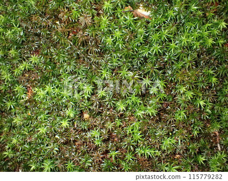 Mosses thriving in the primeval forest Mosses thriving in the primeval forest 115779282