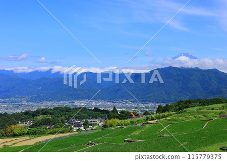 Nakata rice terraces and Mt. Fuji 115779375