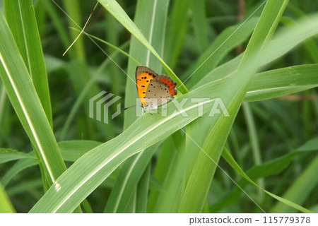 Benic shima停在葉子上 115779378
