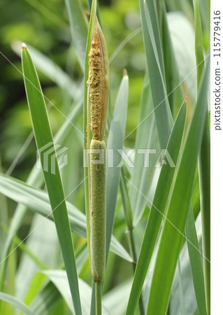 天然植物香蒲，六月幼穗。也許正是因為這種外觀，香蒲也被稱為「狐無燭」。 115779416