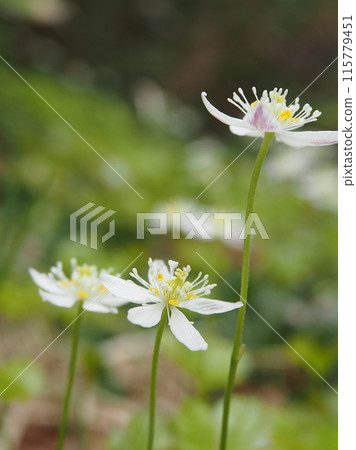 三葉王蓮花園 115779451