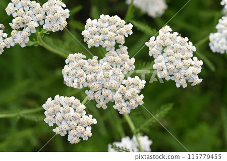 歐蓍草白花/歐蓍草 歐蓍草白花/歐蓍草 115779455