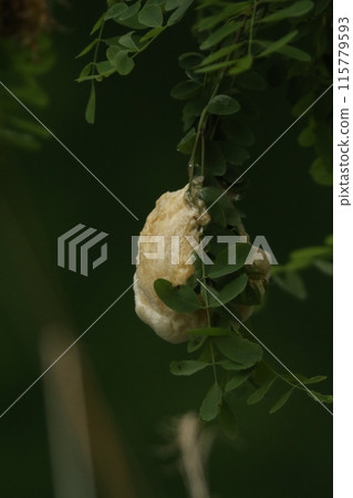Egg mass of Moriagal Egg mass of Moriagal 115779593