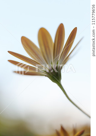 Osteospermum ecronis 向天空綻放 Osteospermum ecronis 向天空綻放 115779656