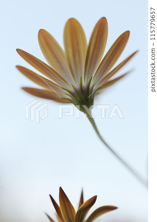 藍天盛開的 Osteospermum ecronis 花 藍天盛開的 Osteospermum ecronis 花 115779657