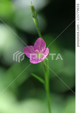 The fantastic red spider lily The fantastic red spider lily 115779658