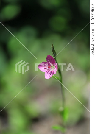 Yugesho blooming in the summer fields Yugesho blooming in the summer fields 115779659