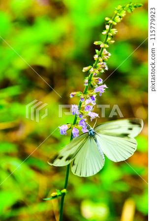 菜粉蝶從花中吸取花蜜 岩倉公園 115779923