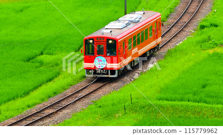A red train running through the rice fields of Yamaoka Town A red train running through the rice fields of Yamaoka Town 115779962