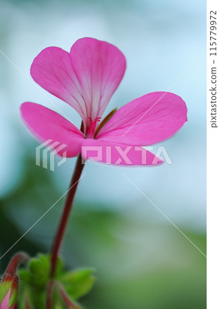 Ivy geranium flowers blooming against the blue sky 115779972