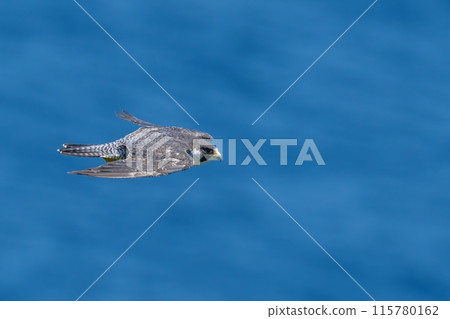 Adult peregrine falcon flying calmly with the Sea of Japan in the background Adult peregrine falcon flying calmly with the Sea of Japan in the background 115780162