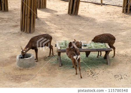 Deer eating grass at Seoul Forest, South Korea in Winter 115780348