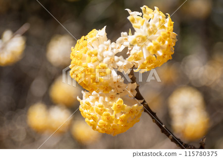 Yellow Mitsumata flowers blooming in the forest Yellow Mitsumata flowers blooming in the forest 115780375
