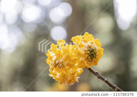 Yellow Mitsumata flowers blooming in the forest 115780376