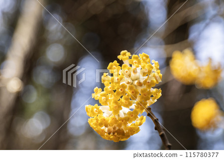 Yellow Mitsumata flowers blooming in the forest 115780377