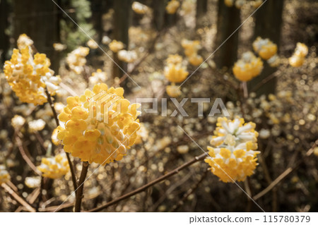 Yellow Mitsumata flowers blooming in the forest Yellow Mitsumata flowers blooming in the forest 115780379