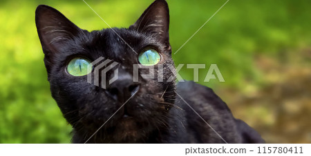 beautiful cute black cat in a field of grass, street cat with fluffy fur, a stray cat in the street of Asian country 115780411