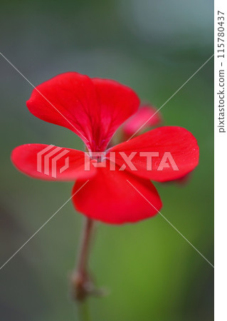 紅色天竺葵花 115780437
