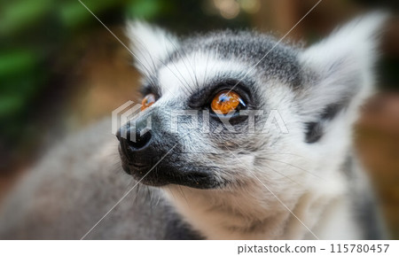 Ring tailed lemur (Lemur catta) is a large strepsirrhine primate known as maky, maki or hira Tsimanampetsotsa Nature Reserve, in Madagascar for animal catalogue or content Ring tailed lemur (Lemur catta) is a large strepsirrhine primate known as maky, maki or hira Tsimanampetsotsa Nature Reserve, in Madagascar for animal catalogue or content 115780457