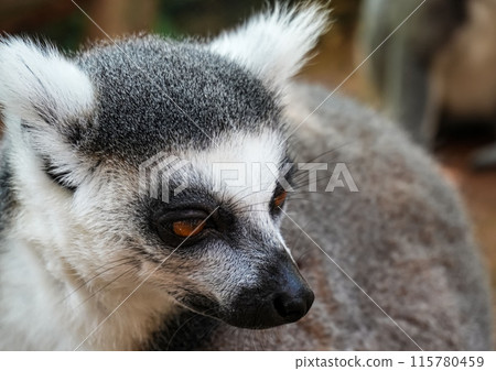 Ring tailed lemur (Lemur catta) is a large strepsirrhine primate known as maky, maki or hira Tsimanampetsotsa Nature Reserve, in Madagascar for animal catalogue or content Ring tailed lemur (Lemur catta) is a large strepsirrhine primate known as maky, maki or hira Tsimanampetsotsa Nature Reserve, in Madagascar for animal catalogue or content 115780459