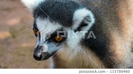 Ring tailed lemur (Lemur catta) is a large strepsirrhine primate known as maky, maki or hira Tsimanampetsotsa Nature Reserve, in Madagascar for animal catalogue or content 115780460