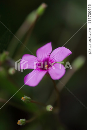A close-up of the pink petals of a pink-flowered caterpillar A close-up of the pink petals of a pink-flowered caterpillar 115780466
