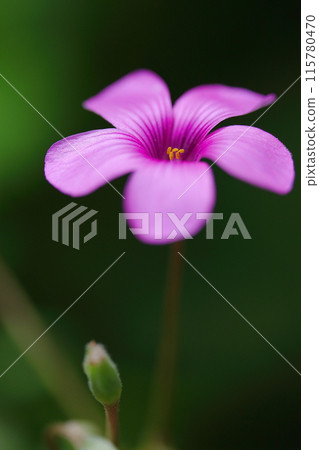 Cute pink caterpillar flowers Cute pink caterpillar flowers 115780470