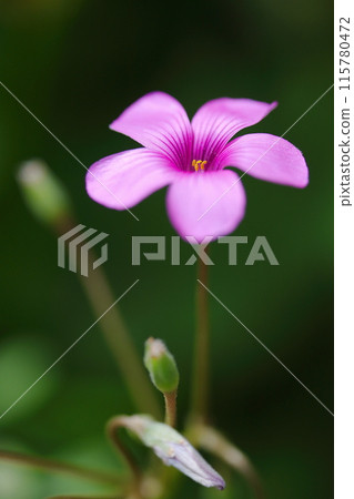 Pretty pink-sorrel Pretty pink-sorrel 115780472