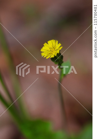 春天田野裡盛開的鬼平子 115780481