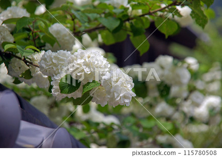 長谷寺大手鞠 115780508