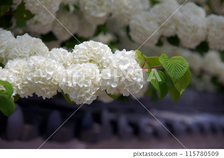 長谷寺大手鞠 115780509