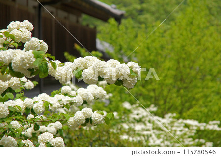 Hasedera Temple's large ball Hasedera Temple's large ball 115780546
