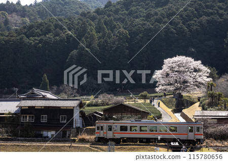 Takehara's Usuzumi cherry blossoms and the Meisho Line 115780656