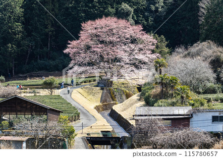 竹原的淺藍色櫻花和名鬆線 115780657