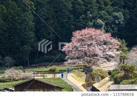 竹原的淺藍色櫻花和名鬆線 115780658