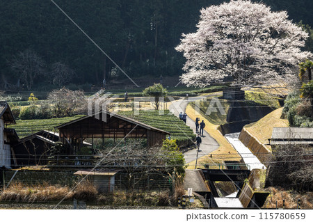 竹原的淺藍色櫻花和名鬆線 115780659