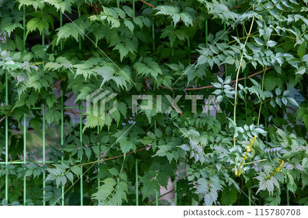 Climber plant along the green fence Climber plant along the green fence 115780708