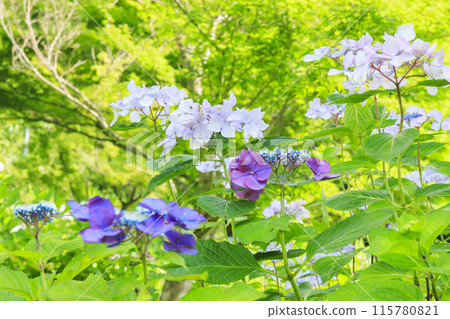 和歌山縣立植物公園綠花中心盛開的繡球花園＆繡球廣場 115780821