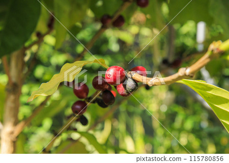 和歌山縣立植物公園綠花中心咖啡樹 115780856