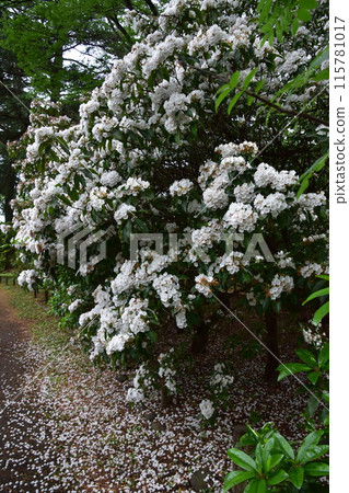 白色Kalmire花 115781017